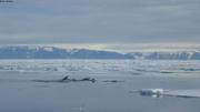 Phoques du Groenland ©EB