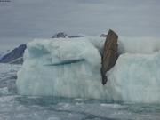Iceberg et son rocher passager ©EB