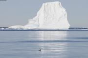 Guillemot et iceberg ©Leonie Brossier