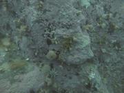 Roche recouverte de coralline Clathromorphum compactum fjord Starnes©EB