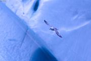 Petrel fulmar devant iceberg©Loic Sanchez