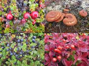 Fruits toundra automne Labrador©EB