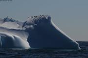 Oiseaux sur iceberg