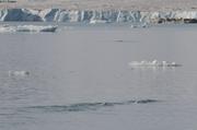 269p Dos de narvals devant glacier Sydkap