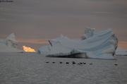 Canards et icebergs au soleil couchant