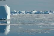 Plus de cent phoques du Groenland