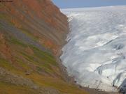 Troupeau de boeufs musques au dessus du glacier d Etah