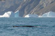Baleine a bosse pres de Kap Gustav