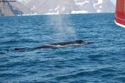 Baleine souffle