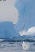 Embruns iceberg et goeland