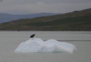 Aigle sur iceberg Narsarsuaq©EB