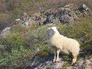 Mouton Groenland sud©EB