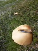 Gros champignon©France Pinczon du Sel