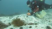 Eric plongeur coralline Qasigiarssuaq©EB