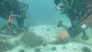 Jean et Eric plongeurs collectent coralline a Qasigiarssuaq©EB