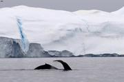 Deux baleines Icefiord©EB