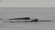 Deux baleines baie de Disko©EB
