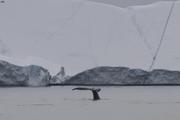 Baleine sonde devant iceberg baie de Disko©EB