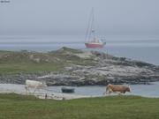 093854 Vaches et brume irlandaises©EB