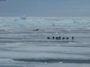 Phoques du Groenland pres de Craig Harbour