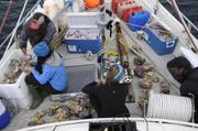 Grand tri et nettoyage des echantillons de coralline mission Labrador©EB