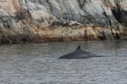 Rorqual pres de Vagabond au mouillage a 20km de Hopedale Labrador©Minoli Dias