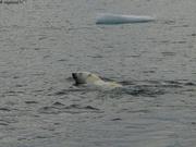 Nanoq Golfe d Amundsen
