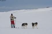 Fred ski chiens