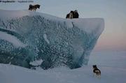 Chiens escaladent iceberg