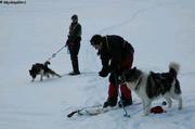 Yann et Enora premiers essais skis chiens