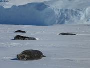 Phoques de Weddell proches de DDU