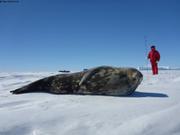 Les phoques de Weddell se laissent approcher