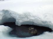 Phoque de Weddell avec balise