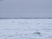 Ours mer des Tchouktches©EB