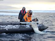 Le filet manta est plein de glace pilee©EB