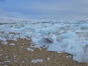 Plage encombree par debris du glacier Etonbreen©EB